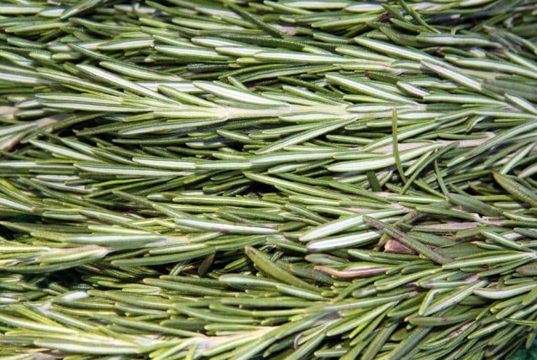 cooking with rosemary