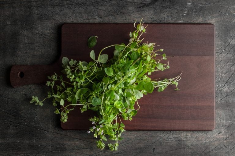 cooking with oregano