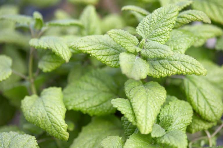 Lemon balm vs lemongrass