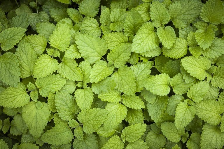 Lemon balm vs lemon verbena