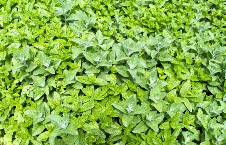 ginger mint