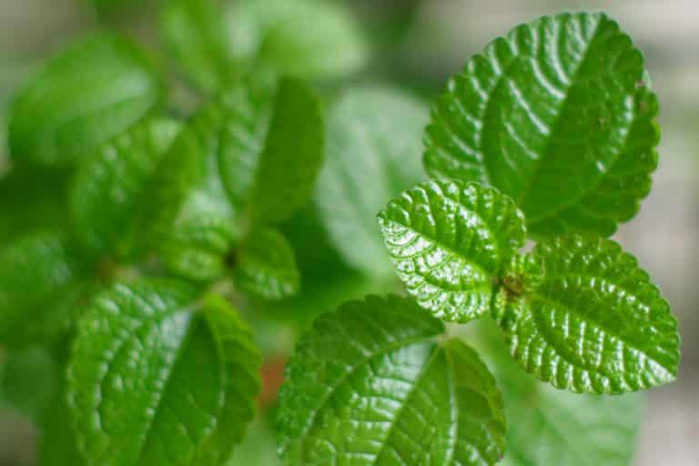 apple mint vs. peppermint