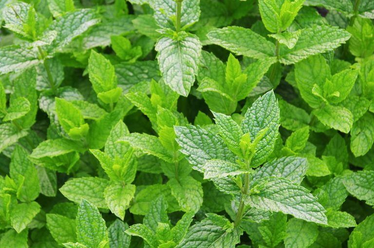 peppermint substitute