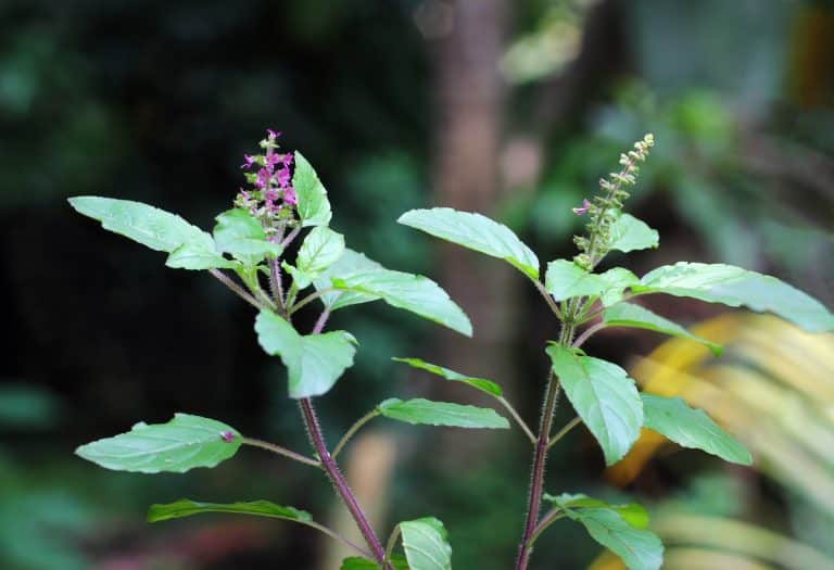Holy Basil Vs. Ashwagandha