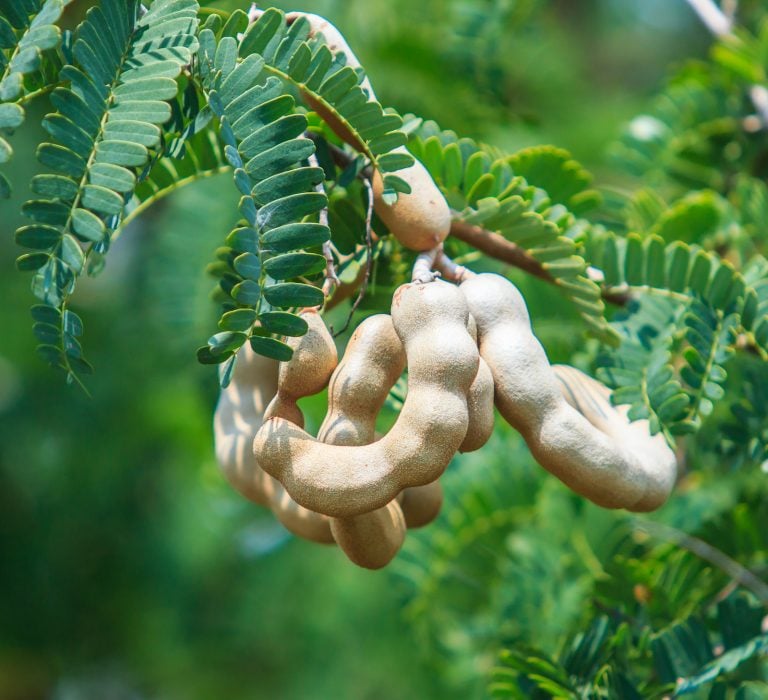Tamarind Vs. Turmeric