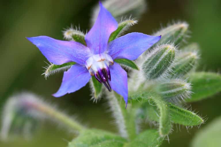 Borage