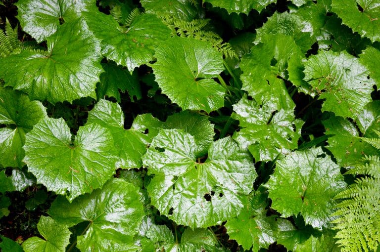 Feverfew vs Butterbur