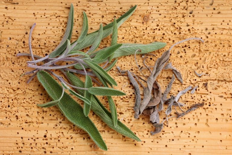 Fresh Sage Vs. Dried Sage