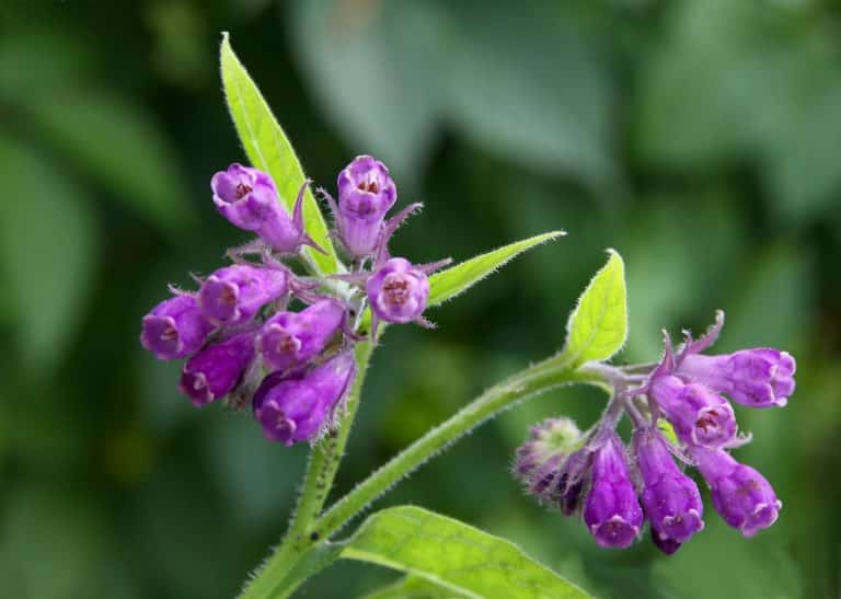 Comfrey vs Arnica