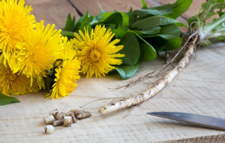 Dandelion root vs leaf