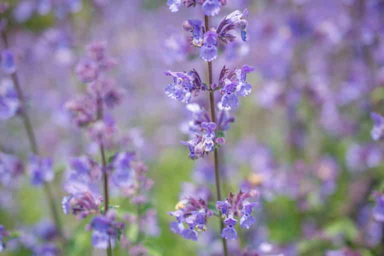 Catmint vs Catnip