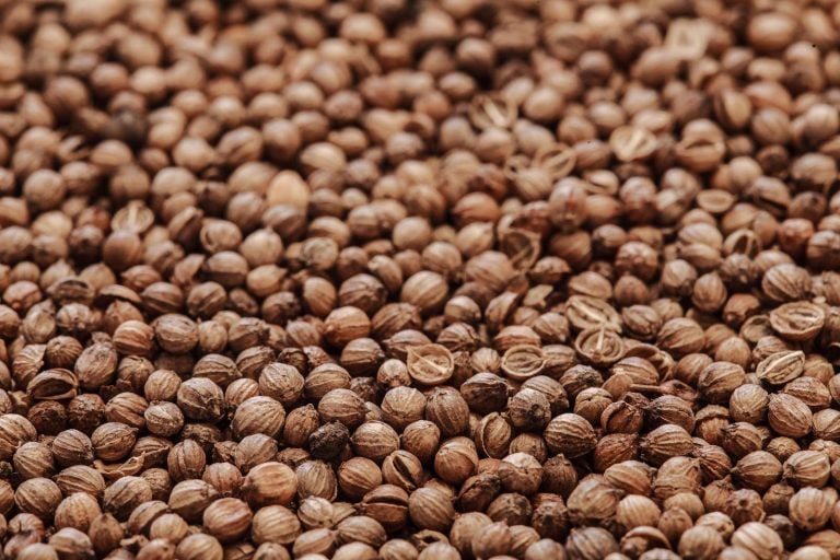 dried vs fresh coriander