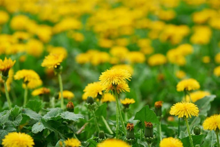 sow thistle vs dandelion