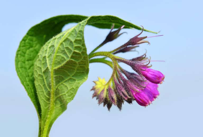 Comfrey uses