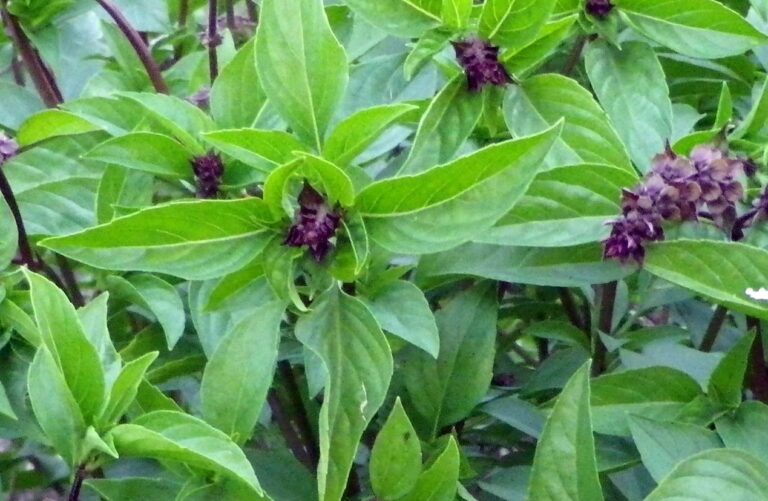 Cooking with cinnamon basil