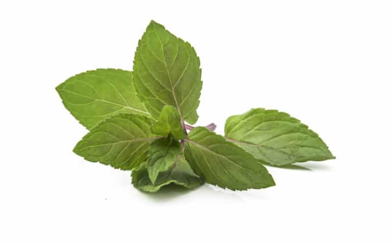 Chocolate Mint