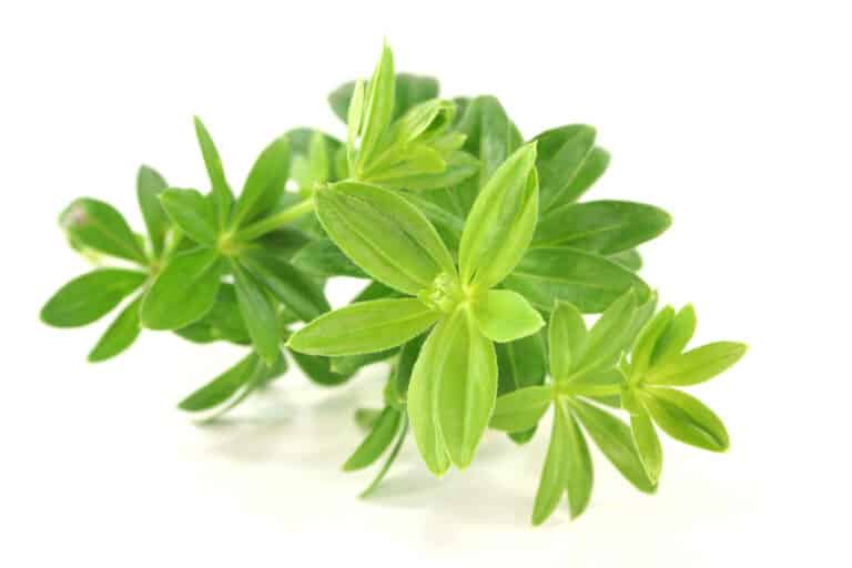 Sweet woodruff