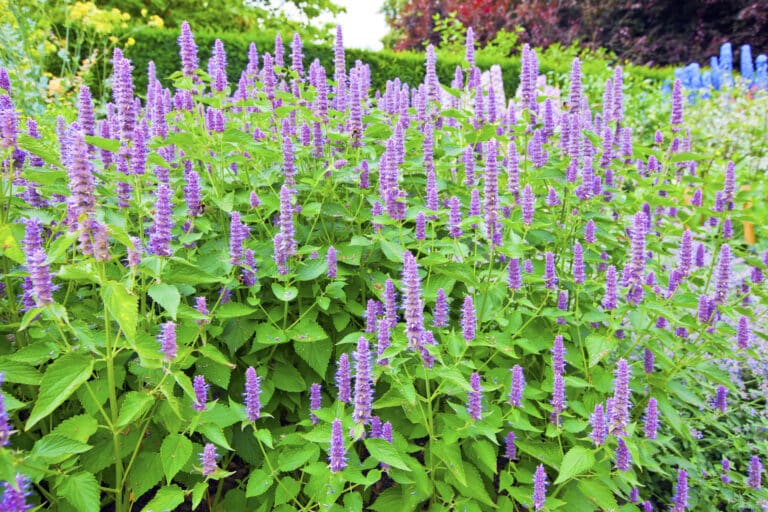 Korean Mint