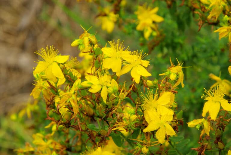 St. Johns wort