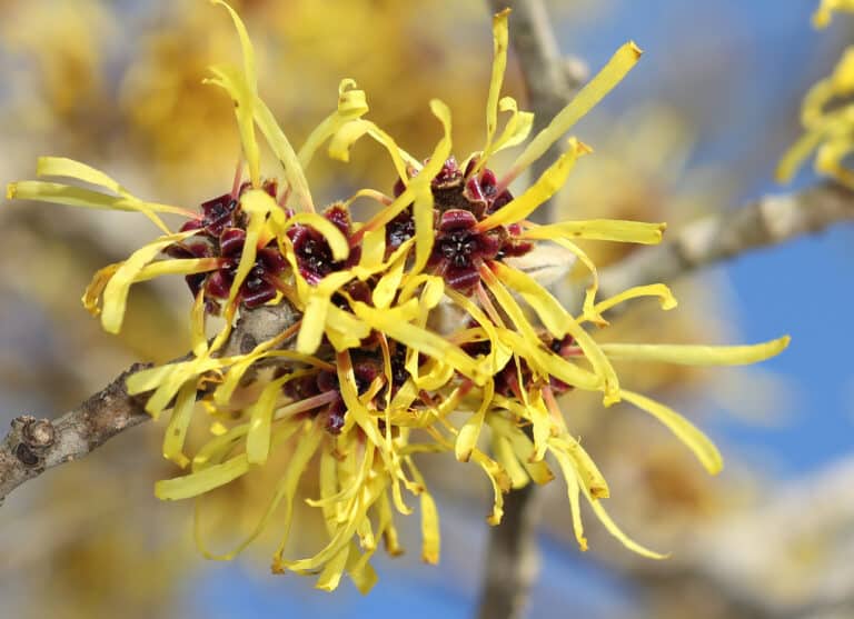 Witch Hazel Vs. Aloe Vera