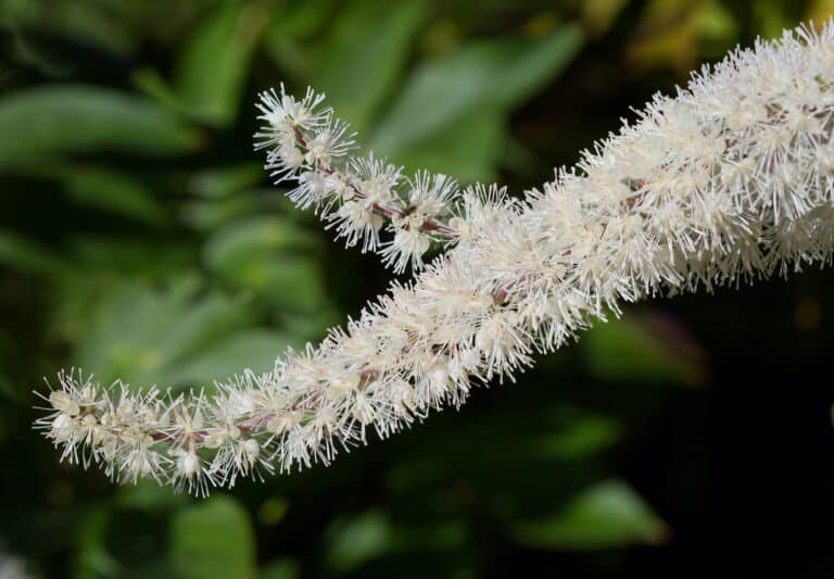 Blue cohosh vs black cohosh