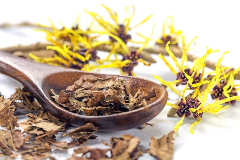 witch hazel substitute