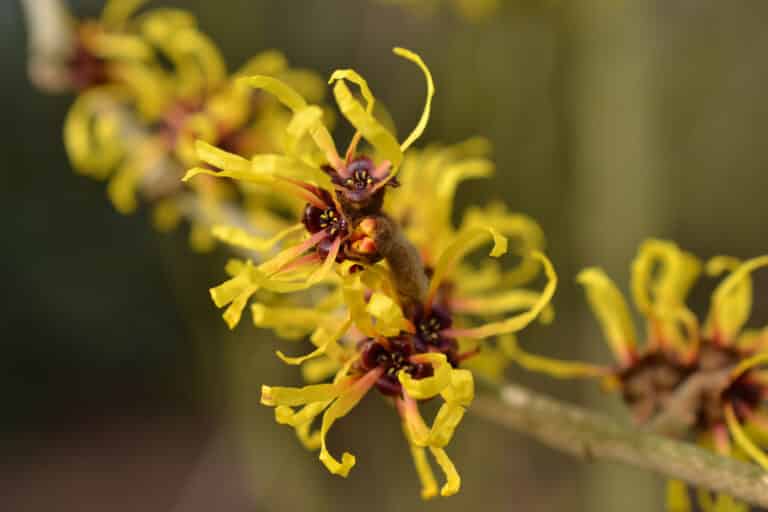 witch hazel uses