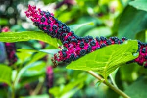 Elderberry vs pokeberry