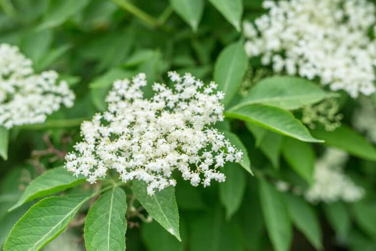 Elderflower