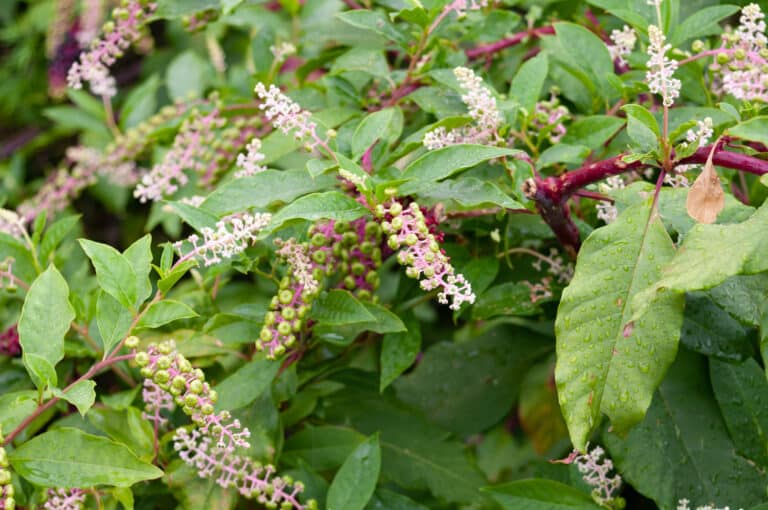 Pokeweed uses