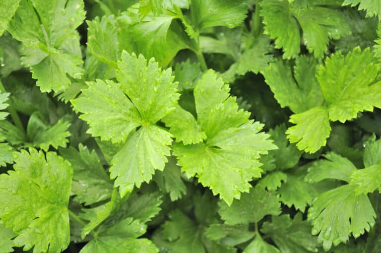 Celery Leaves Substitute