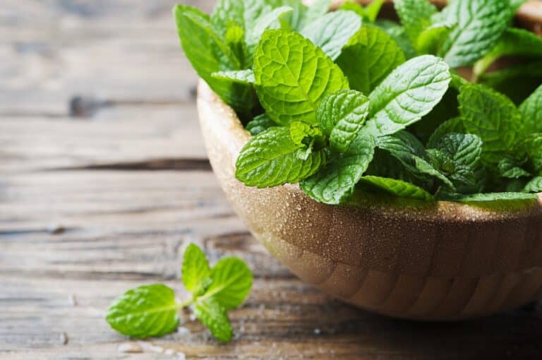 Mint Uses