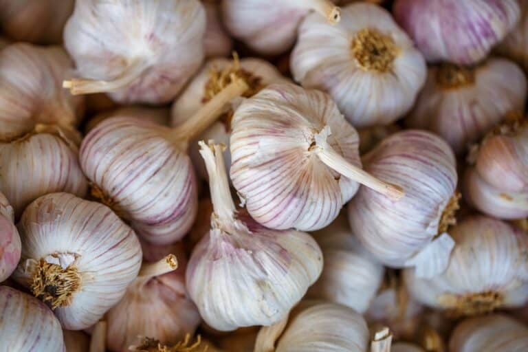 Garlic