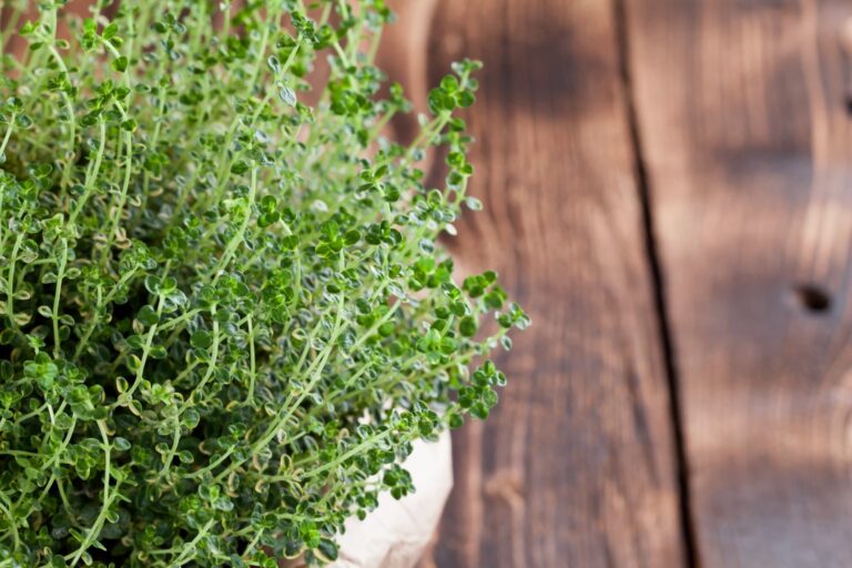 lemon thyme uses