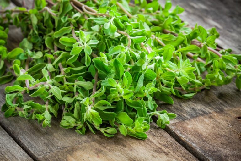 Marjoram uses