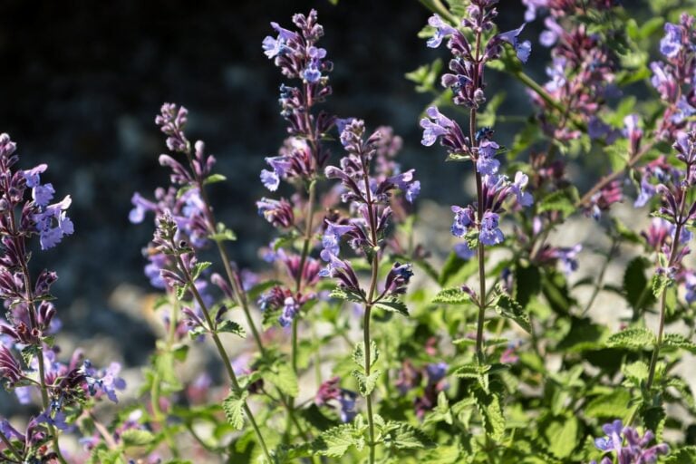 Lavender vs. catmint