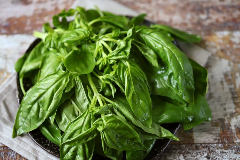 Genovese Basil Vs. Sweet Basil